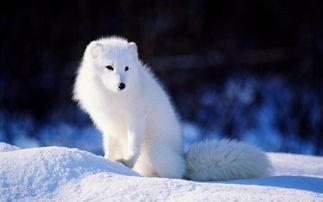 狐狸福利影视在线观看的,在线观影新体验，畅享影视盛宴